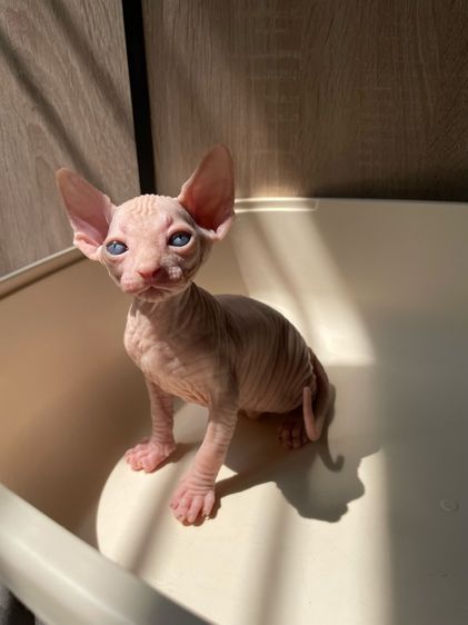 แมวสฟิงซ์ รูปที่ 3