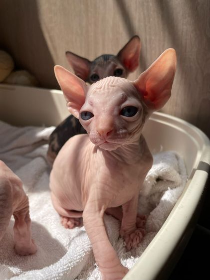 แมวสฟิงซ์ รูปที่ 2