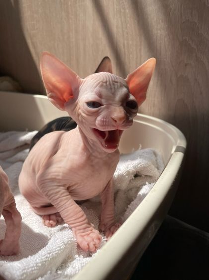 สฟิงซ์ (Sphynx) แมวสฟิงซ์