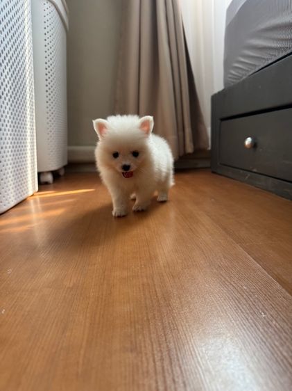 ปอมเมอเรเนี่ย รูปที่ 2