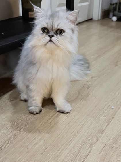 ขายชินชิล่าซิลเวอร์เพศเมีย รูปที่ 4