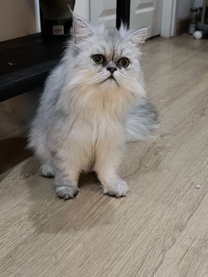 ขายชินชิล่าซิลเวอร์เพศเมีย รูปที่ 5