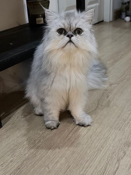 ขายชินชิล่าซิลเวอร์เพศเมีย