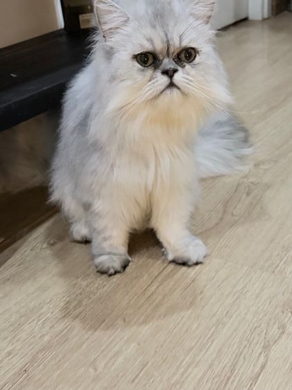 ขายชินชิล่าซิลเวอร์เพศเมีย รูปที่ 9