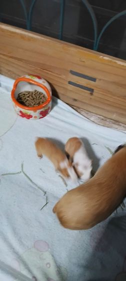 ลูกหนูแกสปี้ สายพันธุ์แท้   เกิด14กพ.  (มี2ตัว) รูปที่ 5