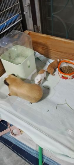 ลูกหนูแกสปี้ สายพันธุ์แท้   เกิด14กพ.  (มี2ตัว) รูปที่ 9