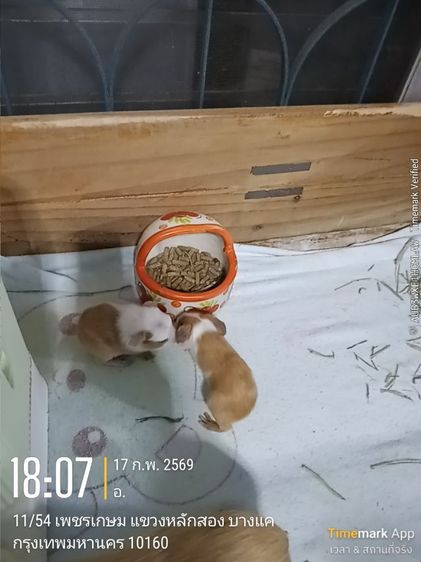 ลูกหนูแกสปี้ สายพันธุ์แท้   เกิด14กพ.  (มี2ตัว)