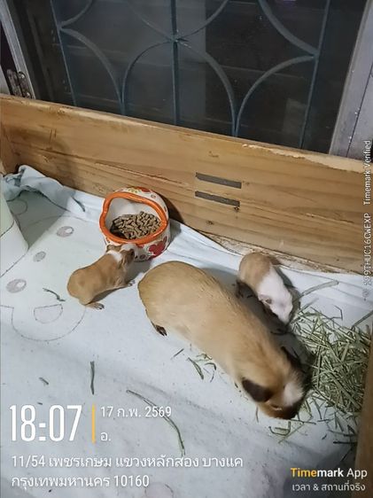 ลูกหนูแกสปี้ สายพันธุ์แท้   เกิด14กพ.  (มี2ตัว) รูปที่ 7