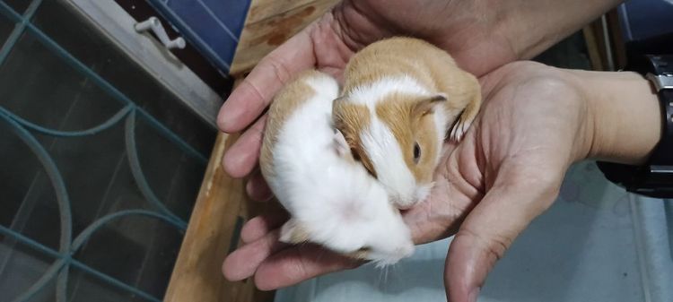 ลูกหนูแกสปี้ สายพันธุ์แท้   เกิด14กพ.  (มี2ตัว) รูปที่ 2