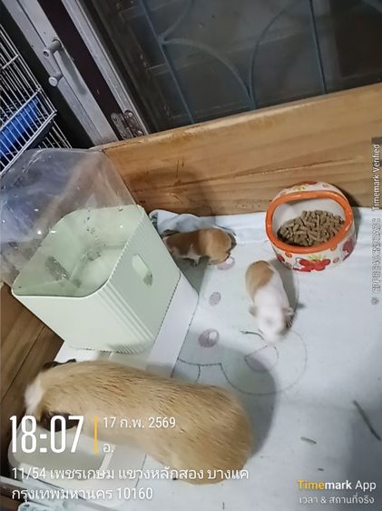 ลูกหนูแกสปี้ สายพันธุ์แท้   เกิด14กพ.  (มี2ตัว) รูปที่ 3