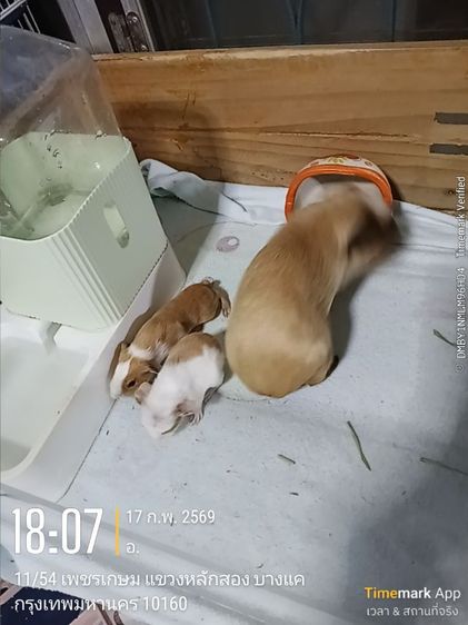 ลูกหนูแกสปี้ สายพันธุ์แท้   เกิด14กพ.  (มี2ตัว) รูปที่ 4