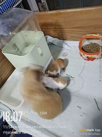 ลูกหนูแกสปี้ สายพันธุ์แท้   เกิด14กพ.  (มี2ตัว) รูปที่ 8