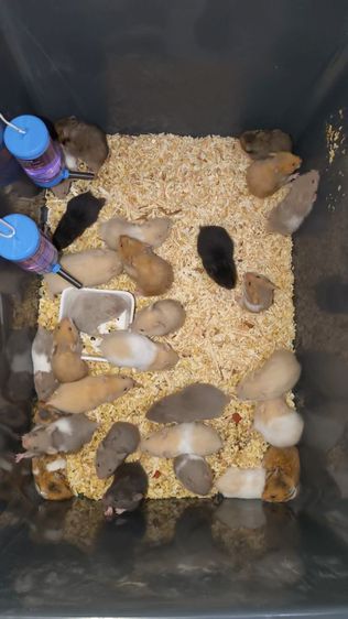 ขายหนูแฮมเตอร์ราคาส่ง รูปที่ 4