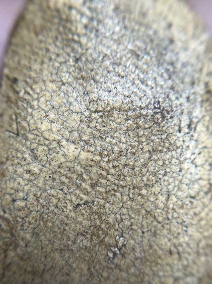 พระคงกรุเก่าเขียวคราบเหลือง รูปที่ 11