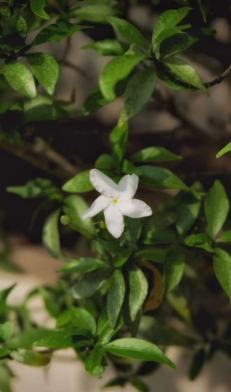 BODY กล้องfujiflim xt-10 รูปที่ 6