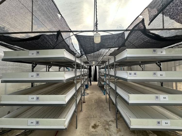 ขาย ชุดฟาร์ม รางเลี้ยงไข่ผำแบบคอนโด วัสดุ UPVC อย่างดี