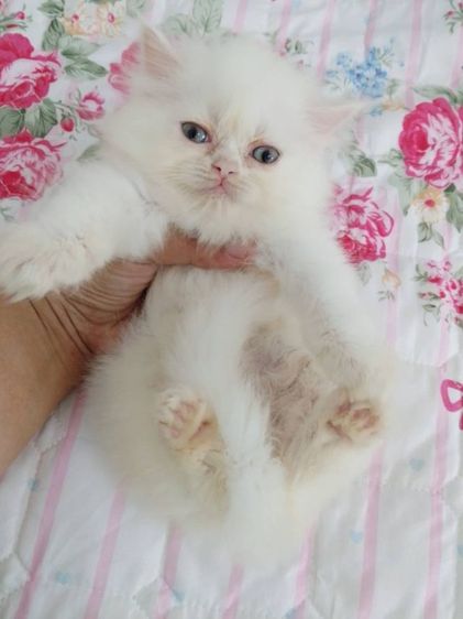 ขายลูกแมวเปอร์เซียน่ารักเมีย น่ารักร่าเริงขนฟูๆ พระรามสอง เทียนทะเล20 รูปที่ 8