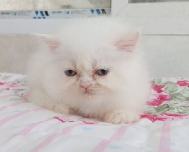 ขายลูกแมวเปอร์เซียน่ารักเมีย น่ารักร่าเริงขนฟูๆ พระรามสอง เทียนทะเล20 รูปที่ 6