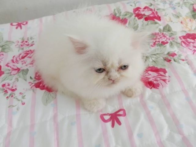 ขายลูกแมวเปอร์เซียน่ารักเมีย น่ารักร่าเริงขนฟูๆ พระรามสอง เทียนทะเล20 รูปที่ 5