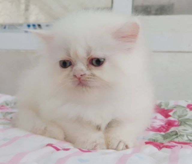 ขายลูกแมวเปอร์เซียน่ารักเมีย น่ารักร่าเริงขนฟูๆ พระรามสอง เทียนทะเล20 รูปที่ 7