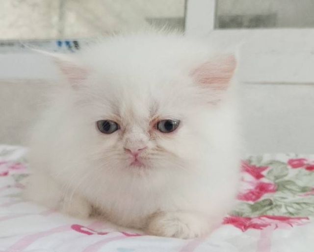 ขายลูกแมวเปอร์เซียน่ารักเมีย น่ารักร่าเริงขนฟูๆ พระรามสอง เทียนทะเล20 รูปที่ 4