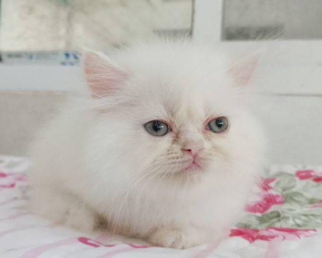 ขายลูกแมวเปอร์เซียน่ารักเมีย น่ารักร่าเริงขนฟูๆ พระรามสอง เทียนทะเล20 รูปที่ 3