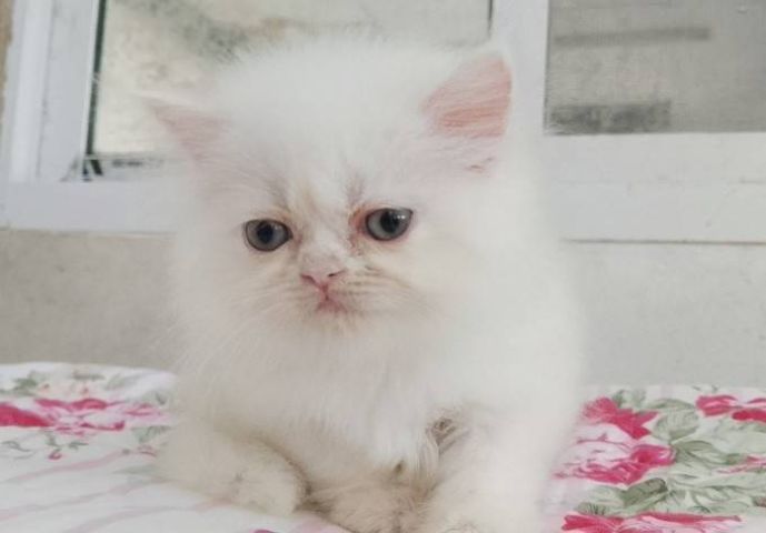 ขายลูกแมวเปอร์เซียน่ารักเมีย น่ารักร่าเริงขนฟูๆ พระรามสอง เทียนทะเล20 รูปที่ 2