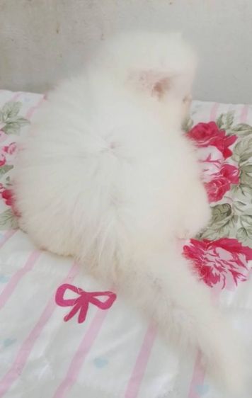 ขายลูกแมวเปอร์เซียน่ารักเมีย น่ารักร่าเริงขนฟูๆ พระรามสอง เทียนทะเล20 รูปที่ 10