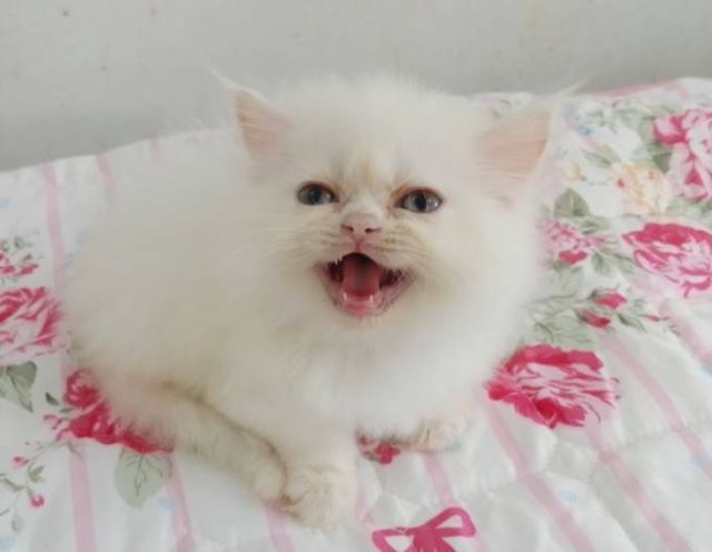 ขายลูกแมวเปอร์เซียน่ารักเมีย น่ารักร่าเริงขนฟูๆ พระรามสอง เทียนทะเล20 รูปที่ 9