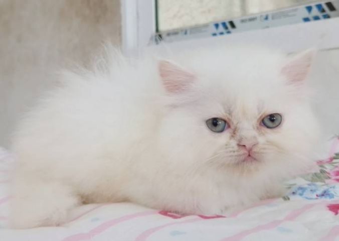 ขายลูกแมวเปอร์เซียน่ารักเมีย น่ารักร่าเริงขนฟูๆ พระรามสอง เทียนทะเล20 รูปที่ 12