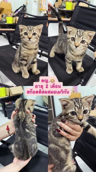 ลูกแมวสก๊อตติชผสมอเมริกันชอตแฮร์แท้ตัวเมียตัวผู้น้อง2เดือนพร้อมย้ายบ้านคะพร้อมฉีด วัคซีน พร้อมสมุดตรวจสุขภาพ รูปที่ 2