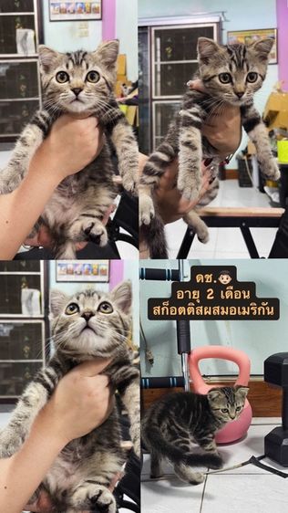 ลูกแมวสก๊อตติชผสมอเมริกันชอตแฮร์แท้ รูปที่ 2