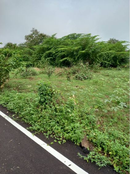 ไม่ใช่ ขายด่วน ที่ดินแปลงสวย 1 ไร่เศษ บรรยากาศดี ราคาเพียง 1.59 ล้าน (ลำปาง) รูปที่ 4