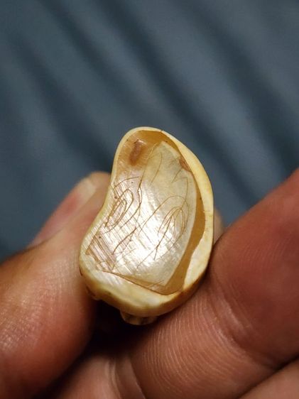 เสือหลวงพ่อปาน พิมพ์อ้าปากตัวผู้ ตัวใหญ่สง่า รูปที่ 16