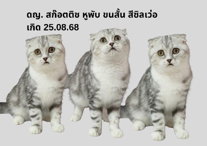 ดญ ดช  สก๊อตติช หูพับ หูตั้ง หลายตัวจ้า รูปที่ 10