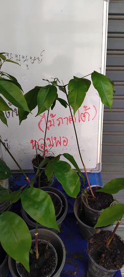 แจกต้นไม้ฟรี รูปที่ 17