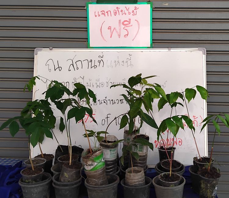 แจกต้นไม้ฟรี รูปที่ 16