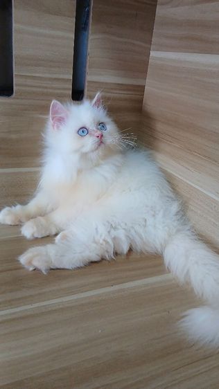 เปอร์เซีย (Persian) แมวเปอร์เซีย เพศผู้ วัคซีนแล้ว1เข็มก่อนย้ายตรวจหัดแมวฟรีรับประกันเอดส์แมวกับรูคีเมียสนใจถามก่อนได้คะ