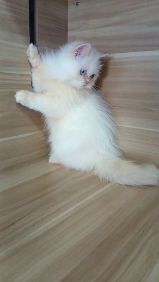 แมวเปอร์เซีย เพศผู้ วัคซีนแล้ว1เข็มก่อนย้ายตรวจหัดแมวฟรีรับประกันเอดส์แมวกับรูคีเมียสนใจถามก่อนได้คะ รูปที่ 9