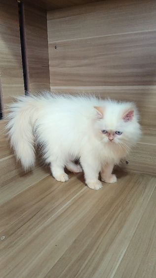 แมวเปอร์เซีย เพศผู้ วัคซีนแล้ว1เข็มก่อนย้ายตรวจหัดแมวฟรีรับประกันเอดส์แมวกับรูคีเมียสนใจถามก่อนได้คะ รูปที่ 17