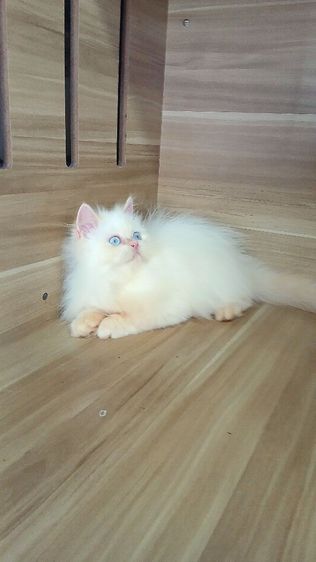 แมวเปอร์เซีย เพศผู้ วัคซีนแล้ว1เข็มก่อนย้ายตรวจหัดแมวฟรีรับประกันเอดส์แมวกับรูคีเมียสนใจถามก่อนได้คะ รูปที่ 14