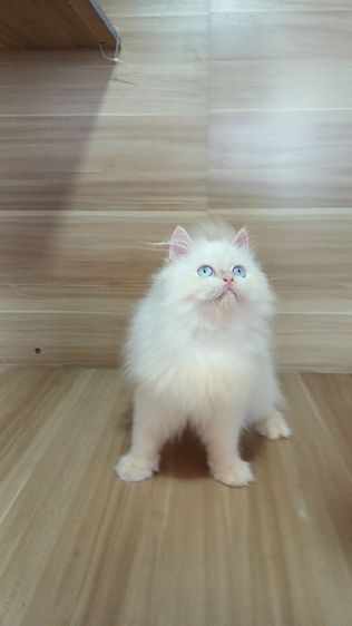 แมวเปอร์เซีย เพศผู้ วัคซีนแล้ว1เข็มก่อนย้ายตรวจหัดแมวฟรีรับประกันเอดส์แมวกับรูคีเมียสนใจถามก่อนได้คะ รูปที่ 13