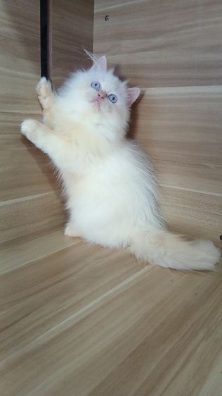 แมวเปอร์เซีย เพศผู้ วัคซีนแล้ว1เข็มก่อนย้ายตรวจหัดแมวฟรีรับประกันเอดส์แมวกับรูคีเมียสนใจถามก่อนได้คะ รูปที่ 7