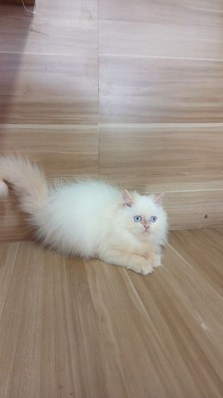 แมวเปอร์เซีย เพศผู้ วัคซีนแล้ว1เข็มก่อนย้ายตรวจหัดแมวฟรีรับประกันเอดส์แมวกับรูคีเมียสนใจถามก่อนได้คะ รูปที่ 12