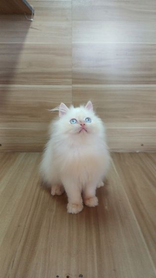 แมวเปอร์เซีย เพศผู้ วัคซีนแล้ว1เข็มก่อนย้ายตรวจหัดแมวฟรีรับประกันเอดส์แมวกับรูคีเมียสนใจถามก่อนได้คะ รูปที่ 18