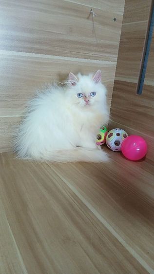 แมวเปอร์เซีย เพศผู้ วัคซีนแล้ว1เข็มก่อนย้ายตรวจหัดแมวฟรีรับประกันเอดส์แมวกับรูคีเมียสนใจถามก่อนได้คะ รูปที่ 3