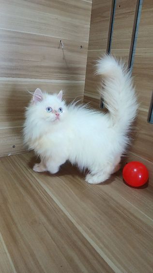 แมวเปอร์เซีย เพศผู้ วัคซีนแล้ว1เข็มก่อนย้ายตรวจหัดแมวฟรีรับประกันเอดส์แมวกับรูคีเมียสนใจถามก่อนได้คะ รูปที่ 4