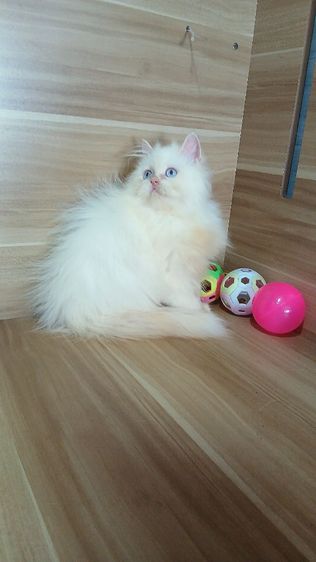 แมวเปอร์เซีย เพศผู้ วัคซีนแล้ว1เข็มก่อนย้ายตรวจหัดแมวฟรีรับประกันเอดส์แมวกับรูคีเมียสนใจถามก่อนได้คะ รูปที่ 5