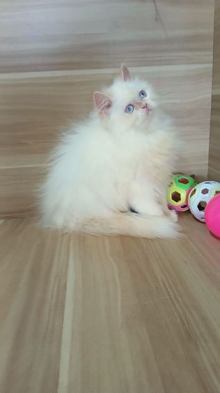 แมวเปอร์เซีย เพศผู้ วัคซีนแล้ว1เข็มก่อนย้ายตรวจหัดแมวฟรีรับประกันเอดส์แมวกับรูคีเมียสนใจถามก่อนได้คะ รูปที่ 2