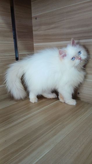 แมวเปอร์เซีย เพศผู้ วัคซีนแล้ว1เข็มก่อนย้ายตรวจหัดแมวฟรีรับประกันเอดส์แมวกับรูคีเมียสนใจถามก่อนได้คะ รูปที่ 16